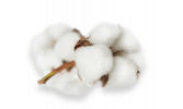 cottonseed-oil-2