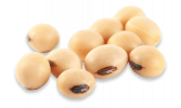soybean-oil-3
