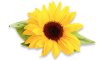 Sunflower, Mid Oleic, Clear Fry