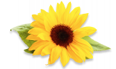 sunflower-oil-2